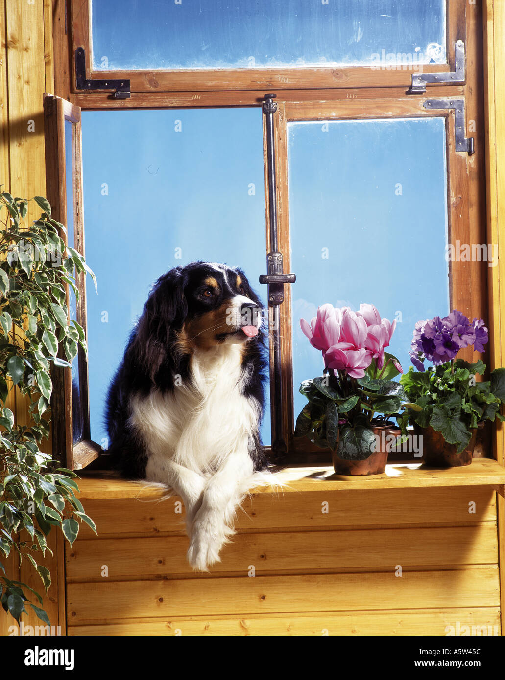 Australian Shepherd dog - looking through window Stock Photo