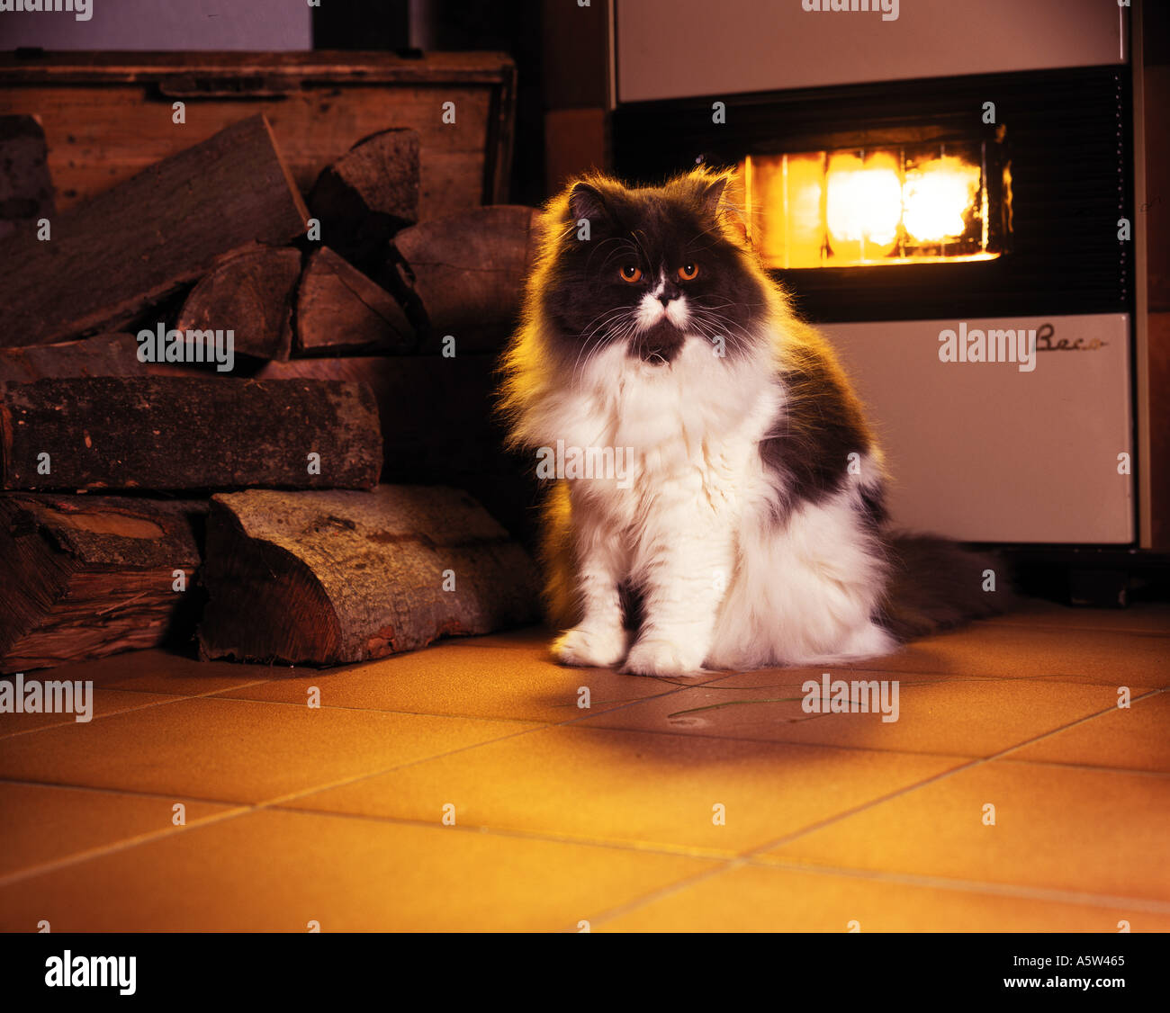 Persian cat in front of fireplace Stock Photo