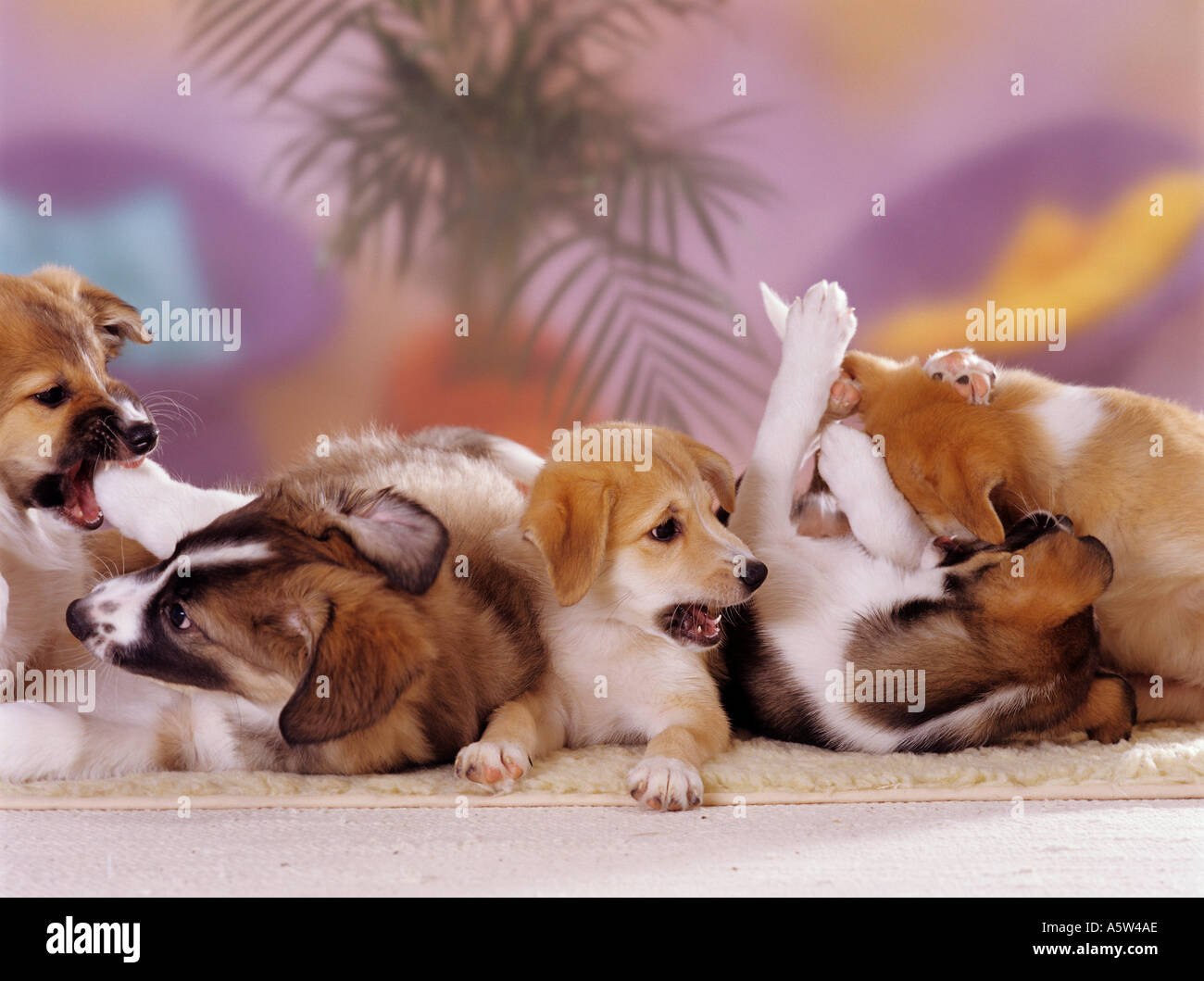 five half breed dog puppies  9 1/2 weeks  playing Stock Photo