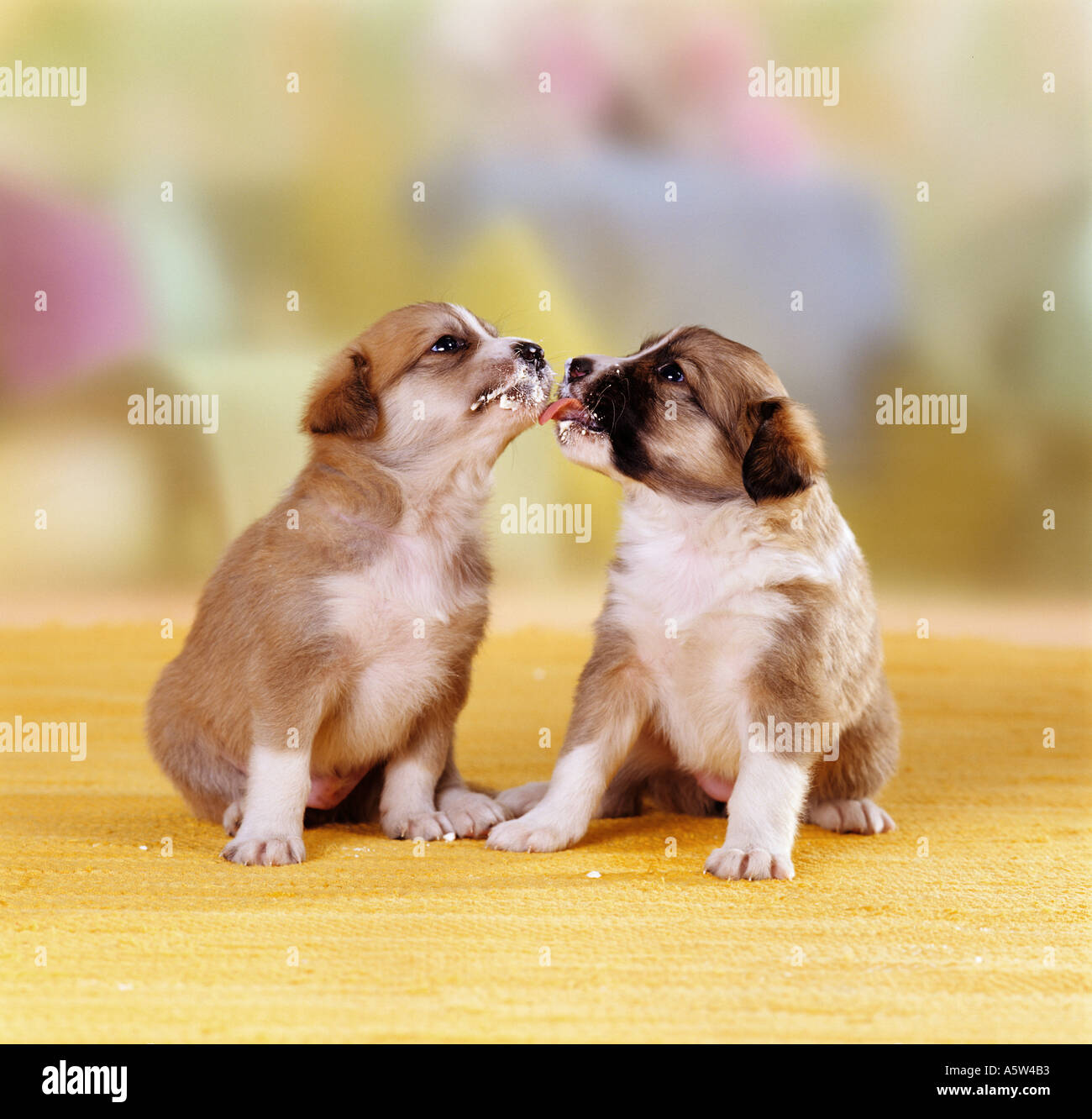 two half breed dog puppies  24 days  licking Stock Photo