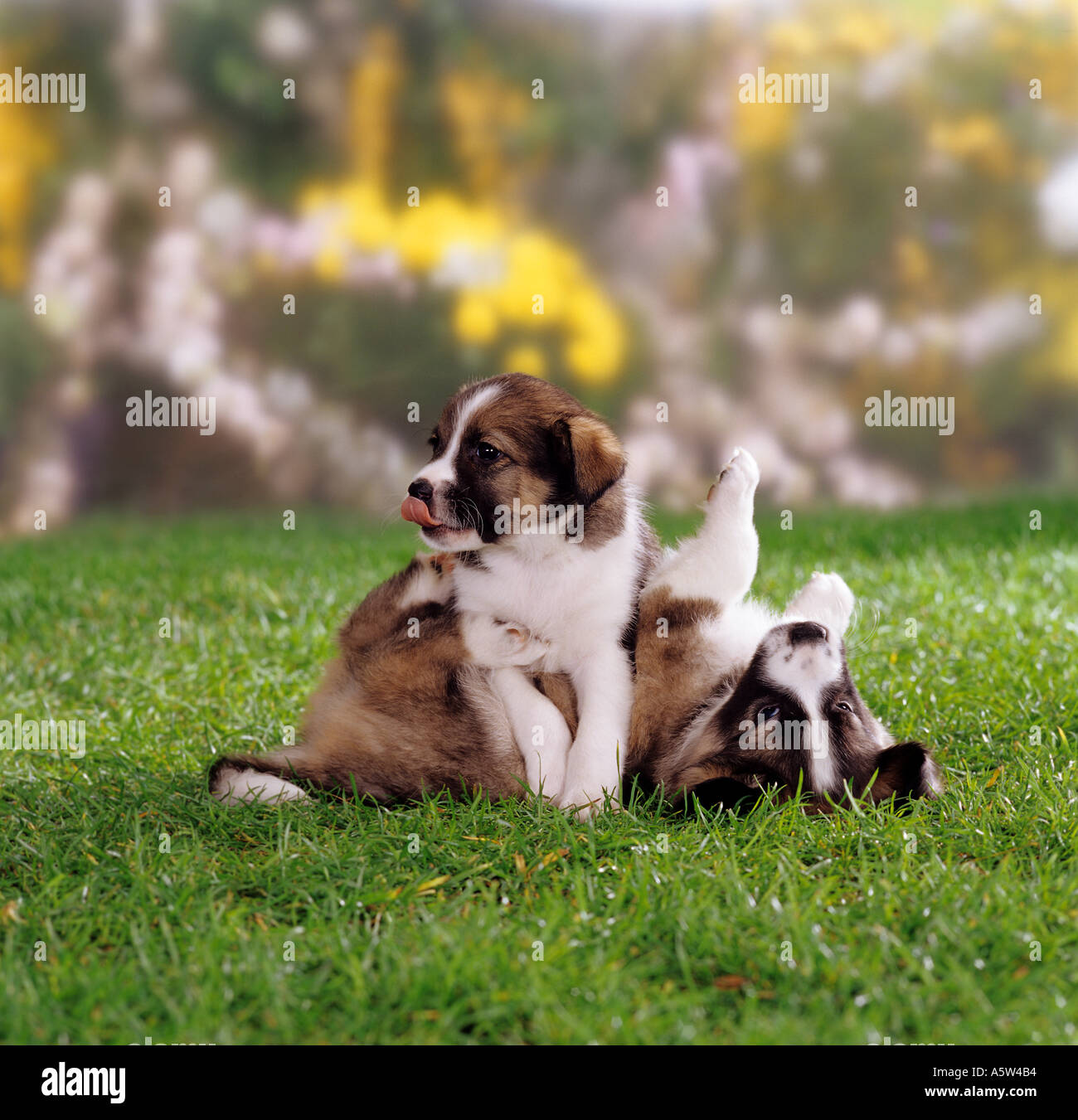 Domestic dog. Two mixed-breed puppies (5 weeks old) playing on a meadow Stock Photo