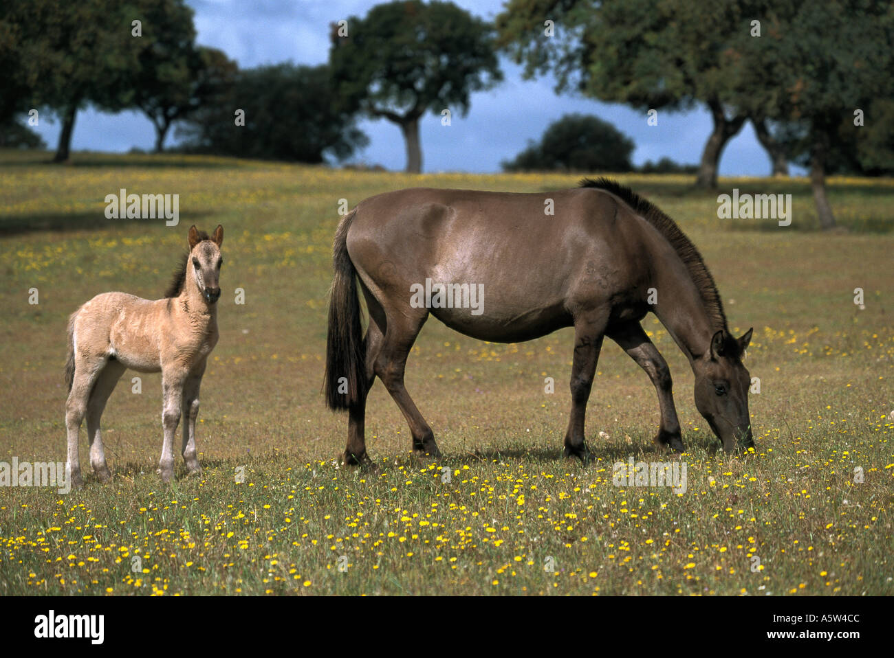 Sorraia horse mare with foal Stock Photo Alamy