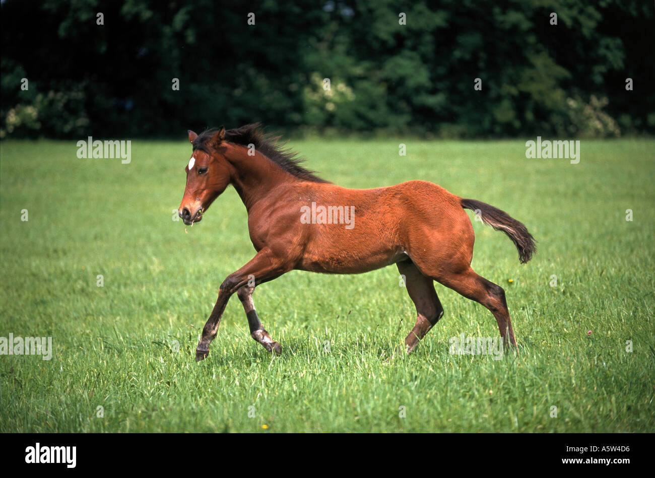 Quarter Horse foal on meadow Stock Photo Alamy