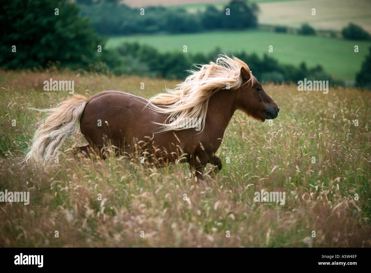 Shetland Pony Race High Resolution Stock Photography and Images - Alamy