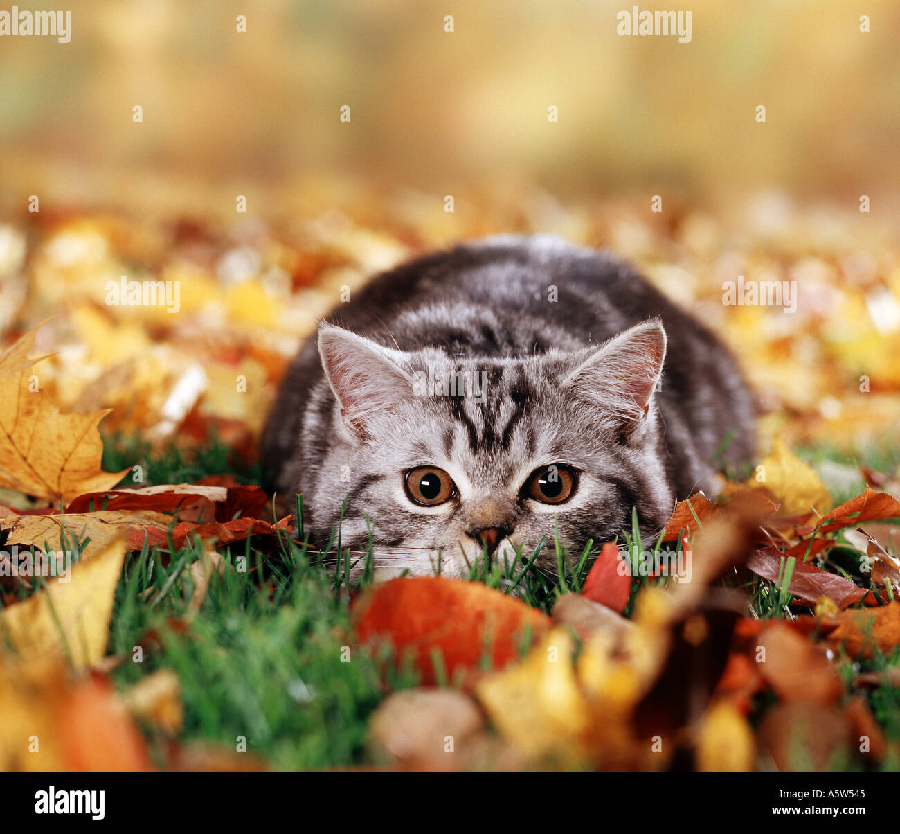 british shorthair cat Stock Photo