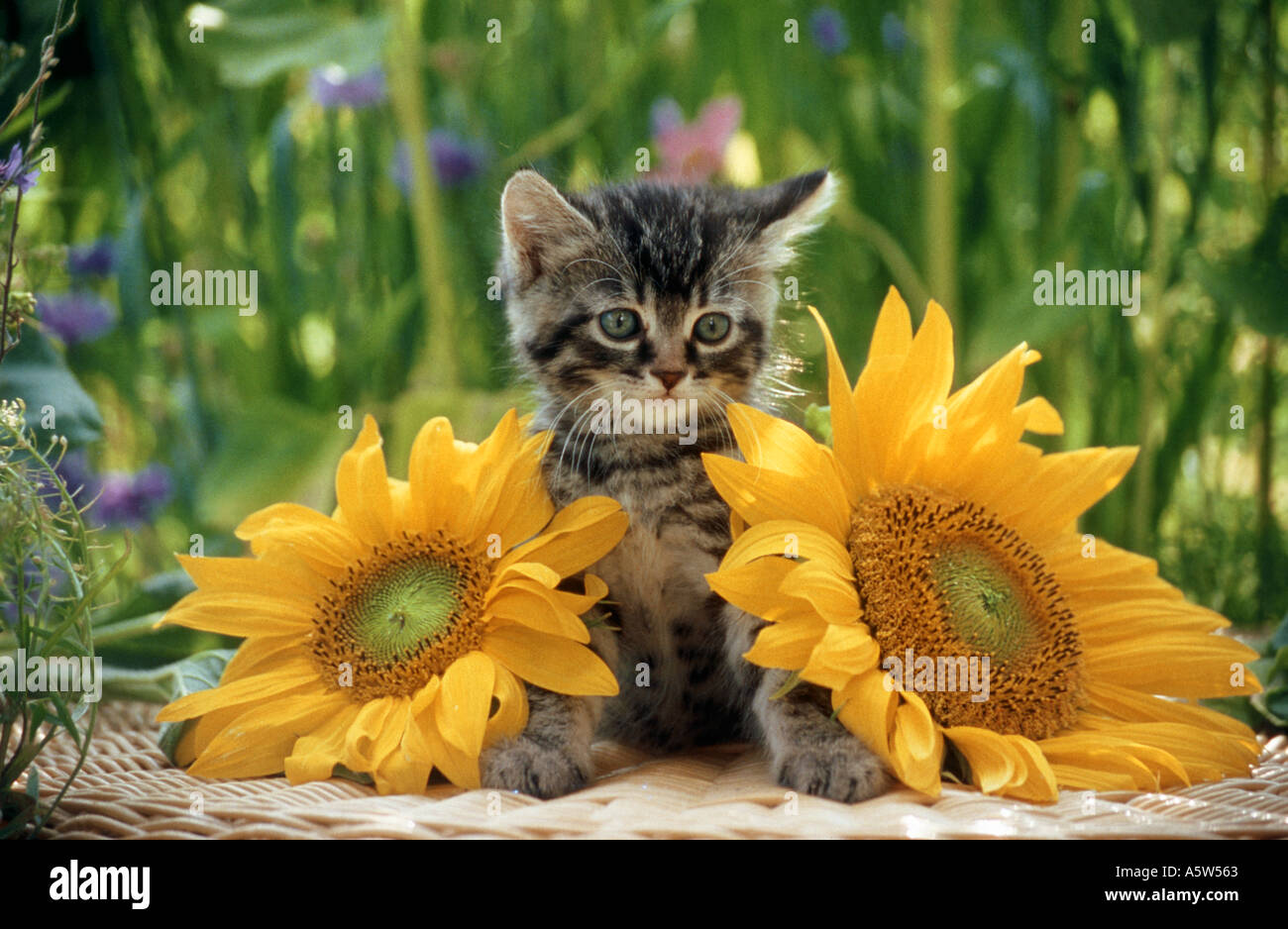 Cat sunflowers hi res stock photography and images Alamy