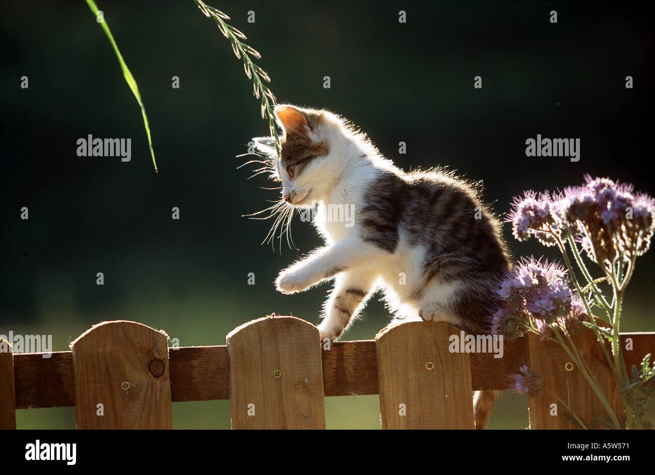 domestic cat - kitten on fence Stock Photo - Alamy