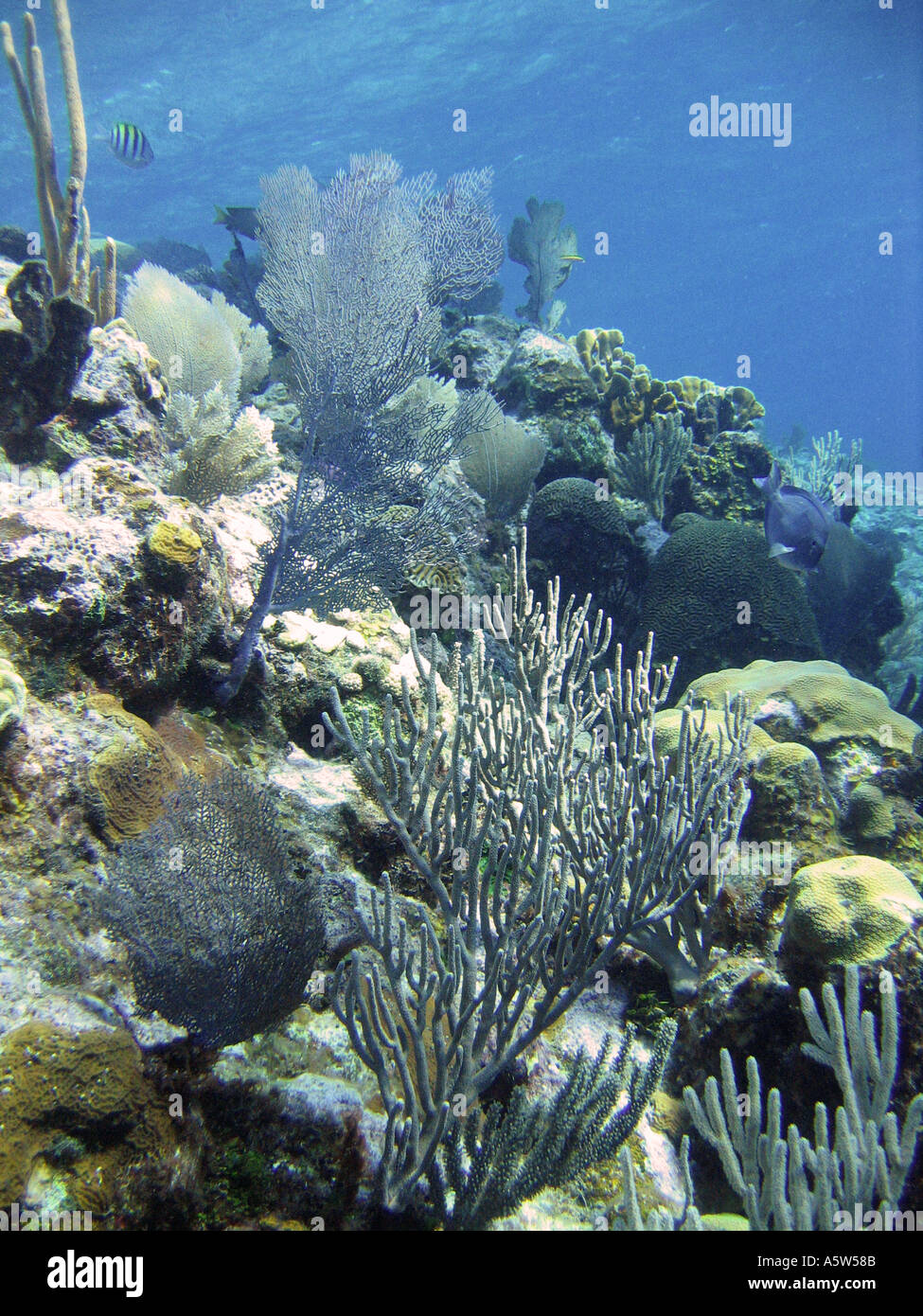 Coral reef Bay Islands Honduras Stock Photo Alamy