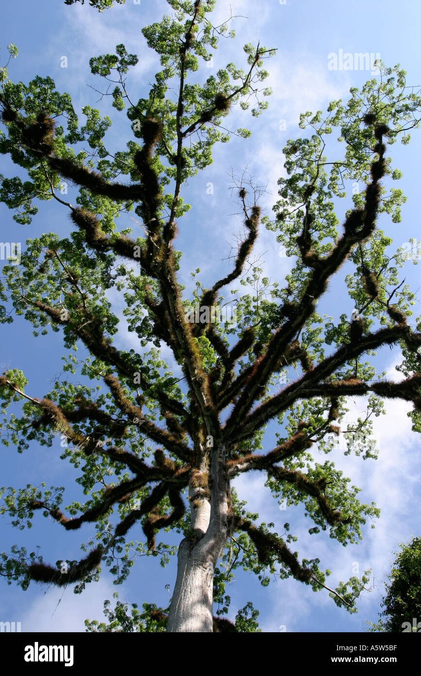 The ceiba tree The national tree of Guatemala Stock Photo Alamy