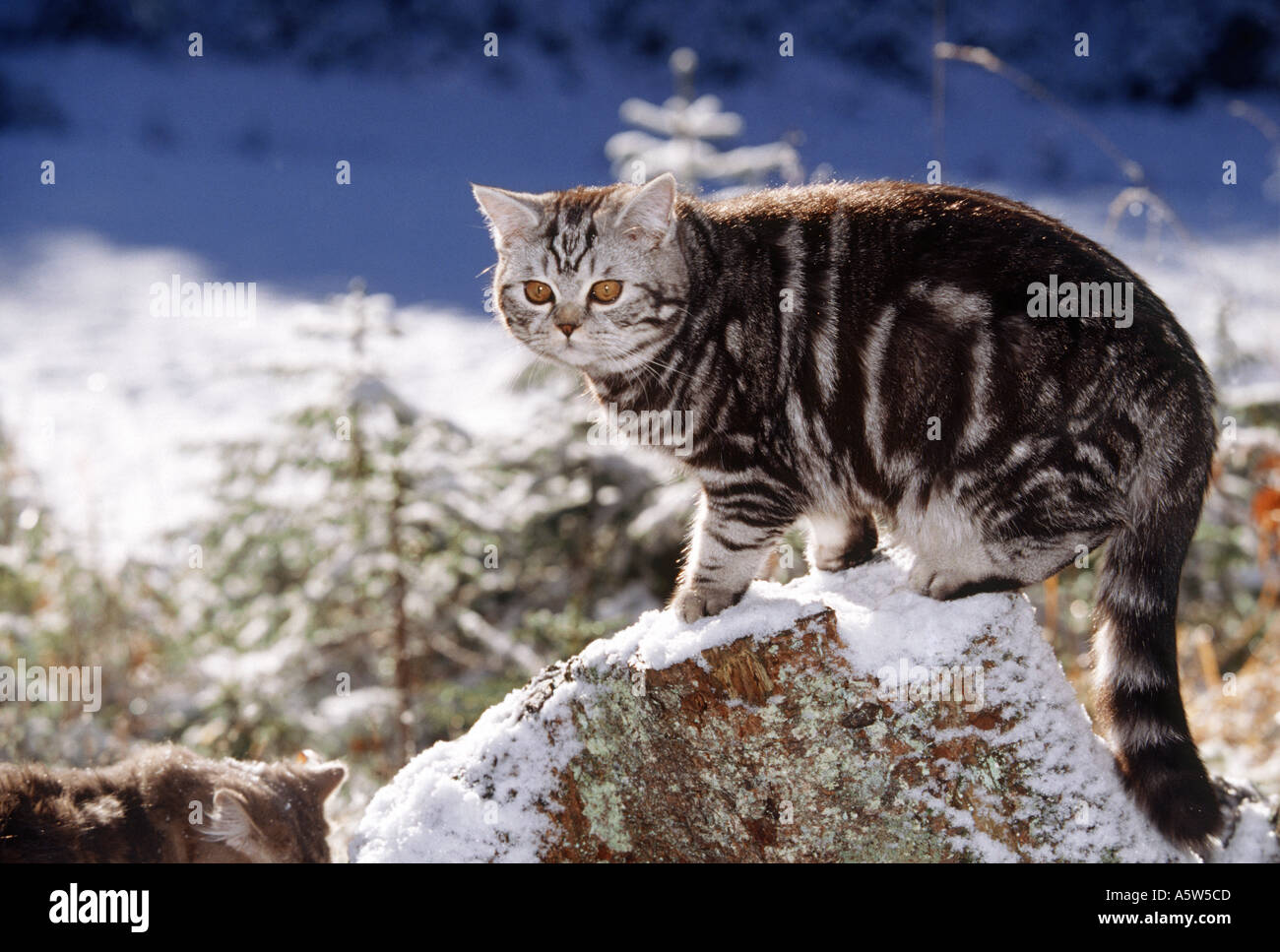 British Shorthair. Tabby tomcat (6 month old) standing on a rock in winter Stock Photo