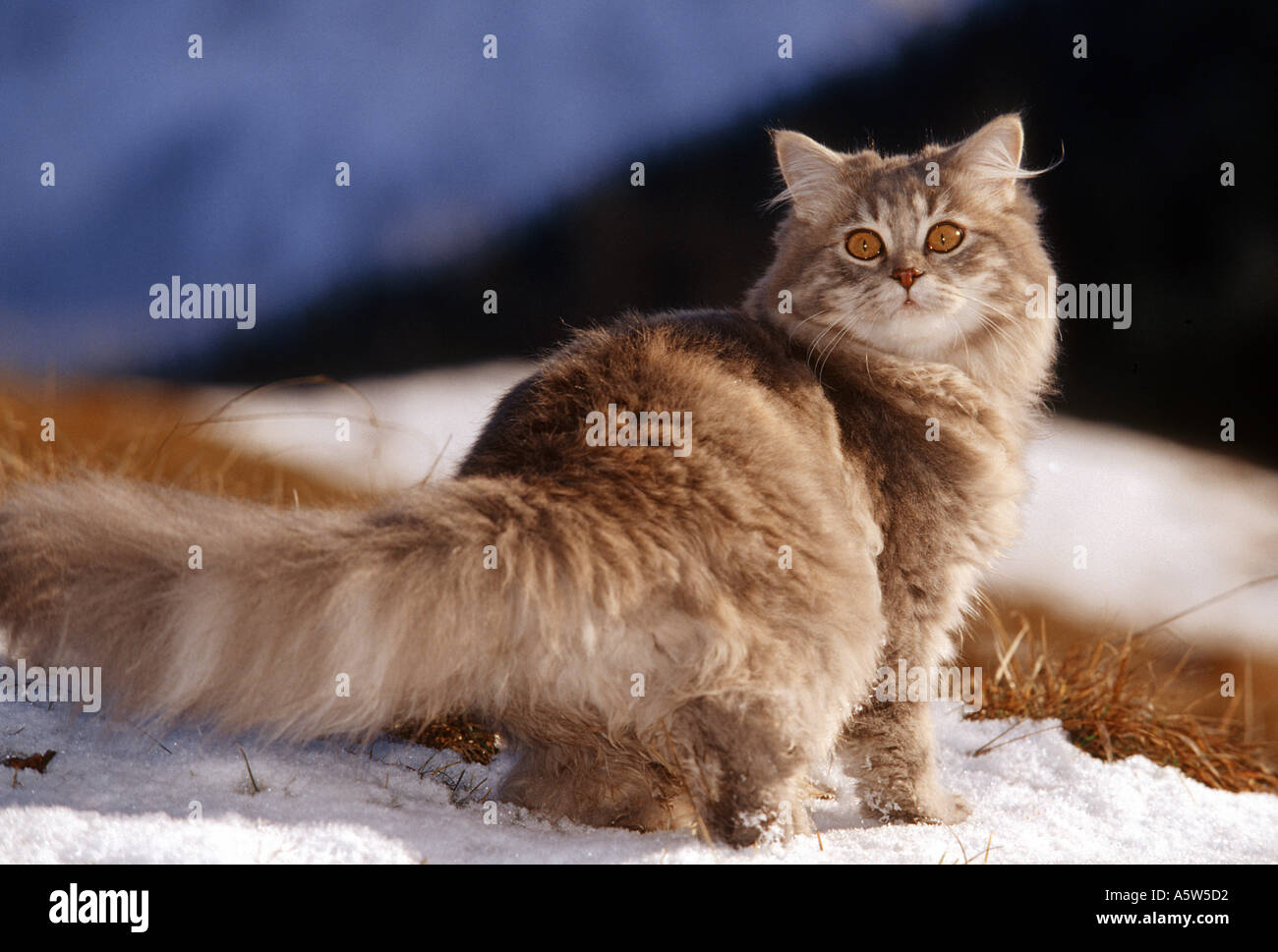 cat in snow - six months Stock Photo