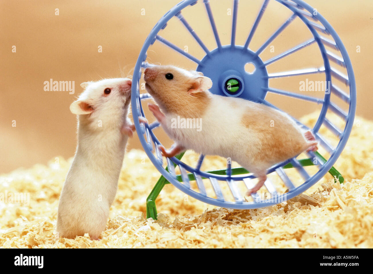 Hamster Wheel Stock Photos & Hamster Wheel Stock Images Alamy