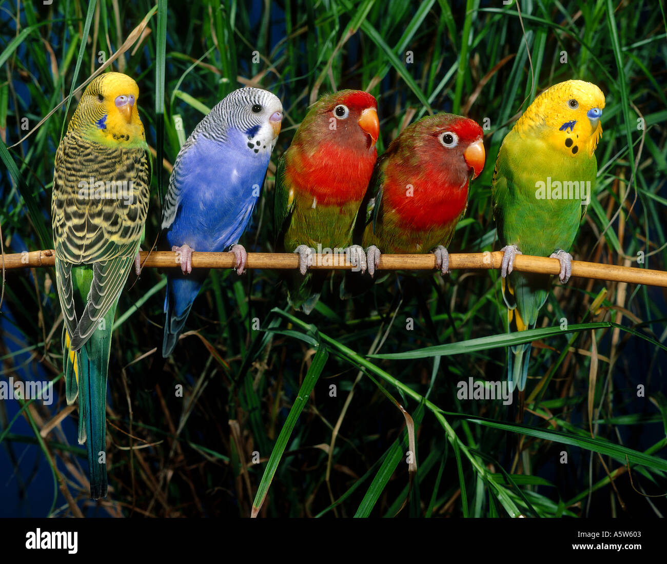 three budgerigars and two Fischer's Lovebirds Stock Photo