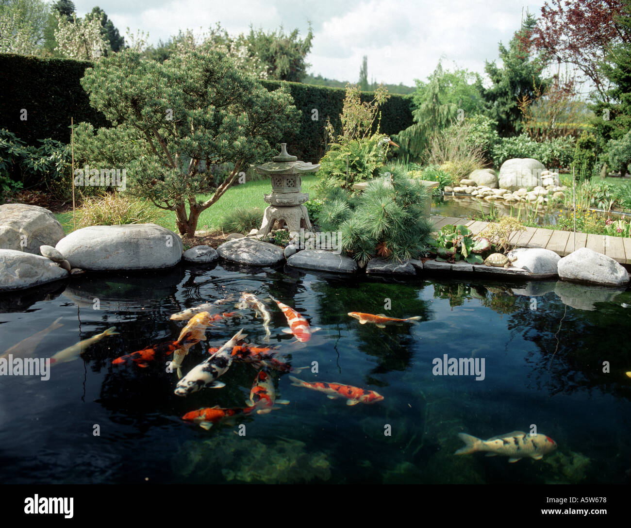pond with koi carps Stock Photo
