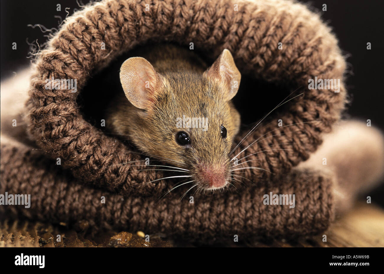 Mus musculus wild hi-res stock photography and images - Alamy