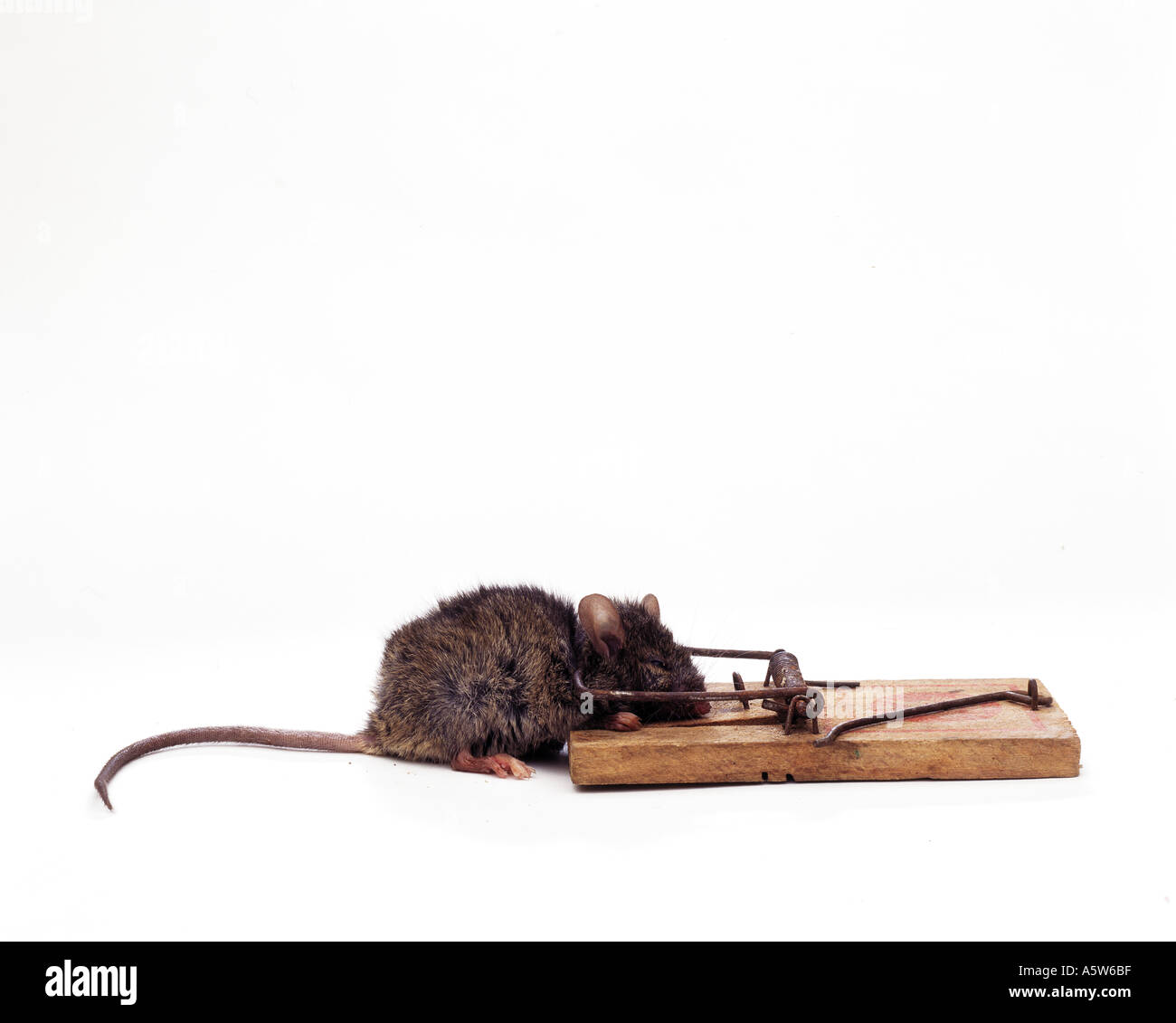 https://c8.alamy.com/comp/A5W6BF/house-mouse-in-mousetrap-mus-musculuc-A5W6BF.jpg