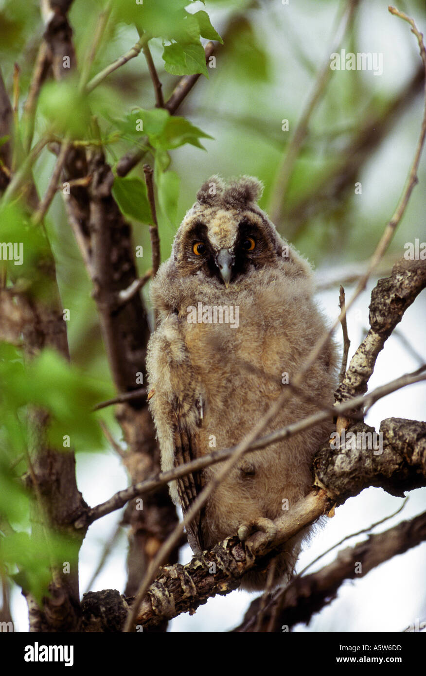 young Long-eared Owl / Asio otus Stock Photo