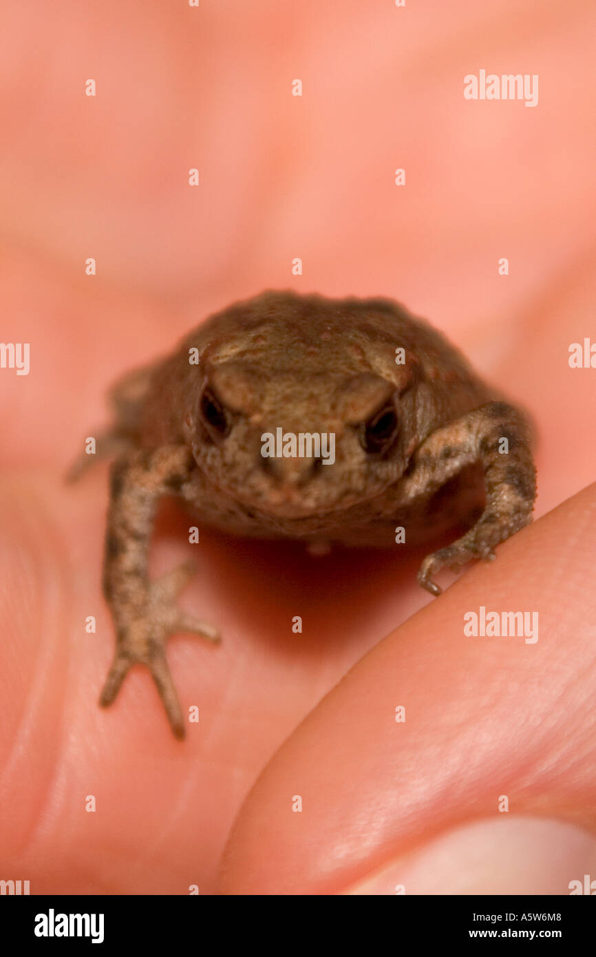 Very small frog held in hand Stock Photo