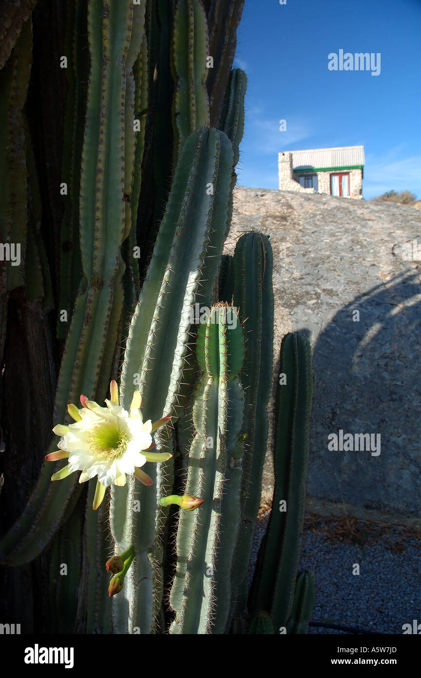 Flowering cactus and stone cottage in background Stock Photo
