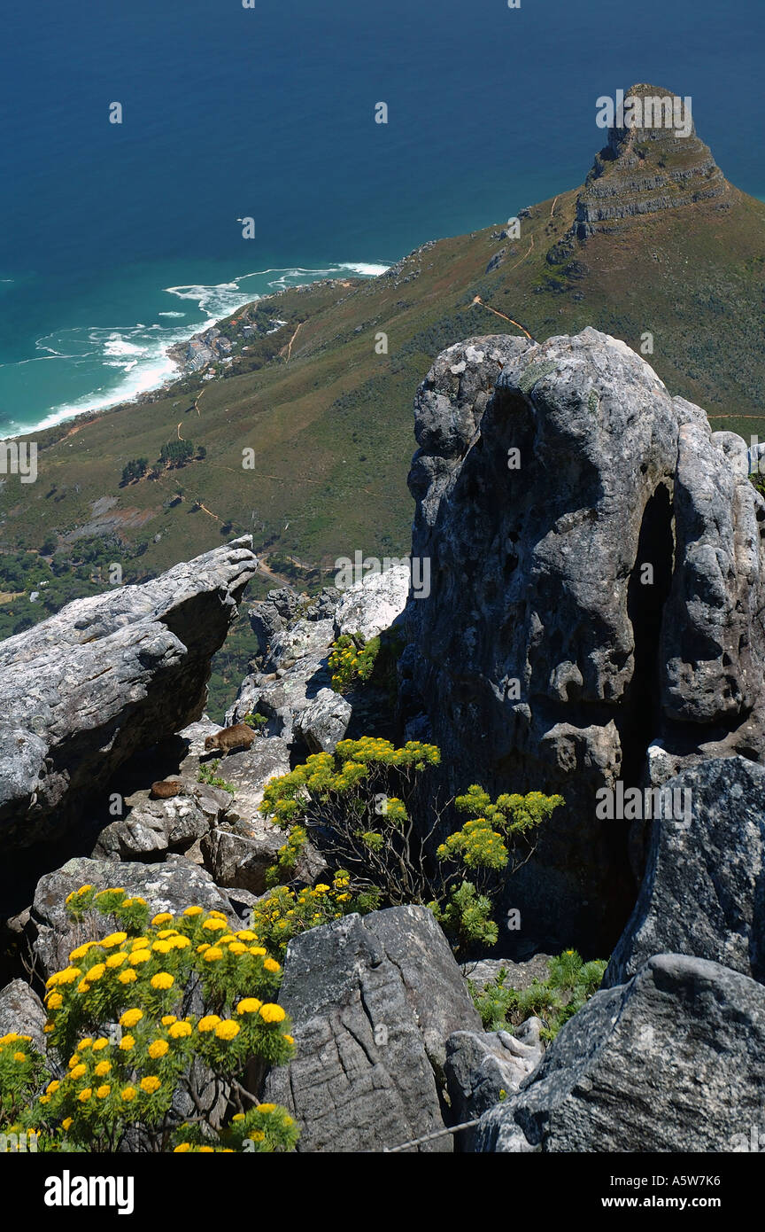 Rocky slopes of Table Mountain, with rock hyrax, looking across to the Lion's Head Stock Photo