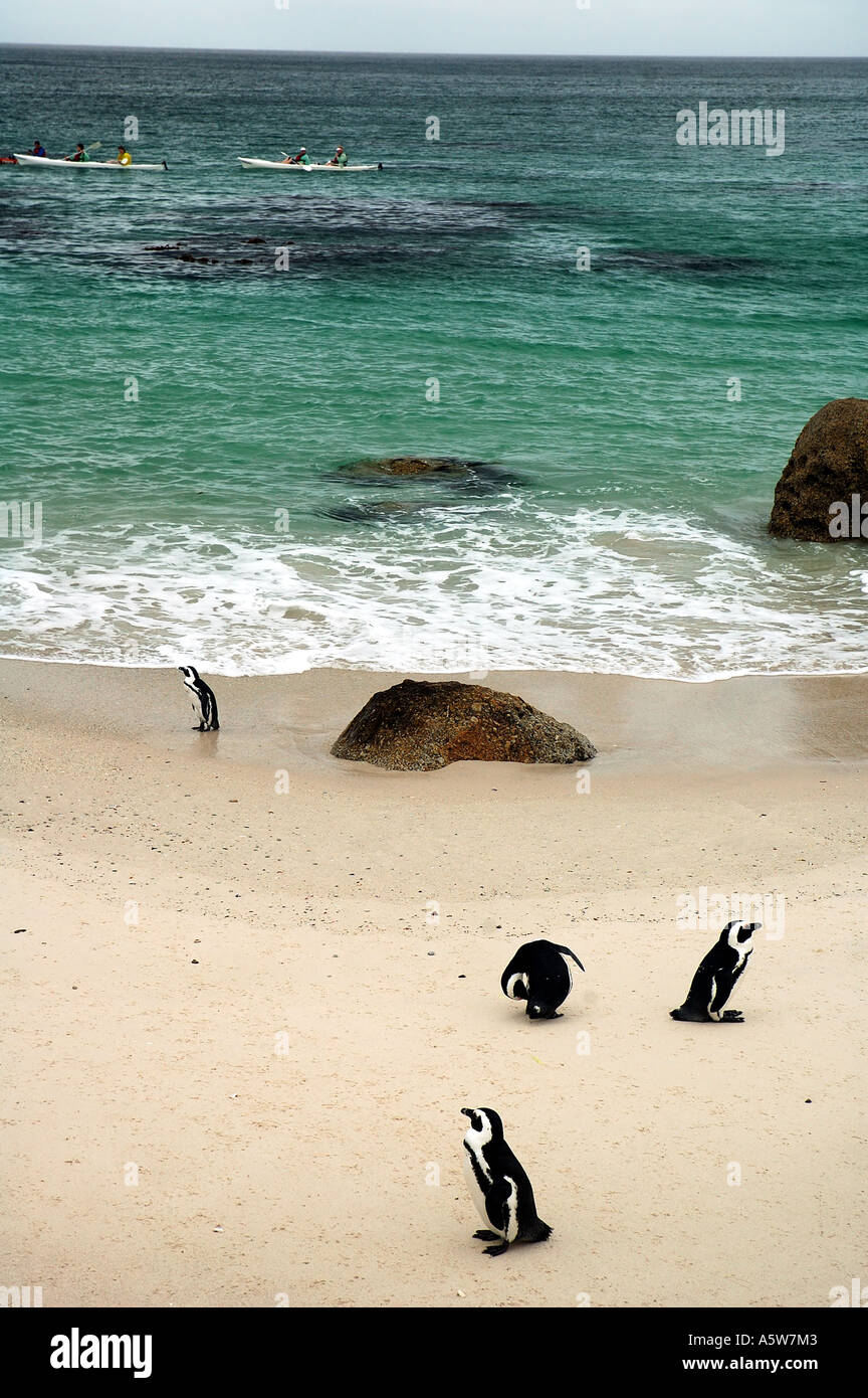 Ecotourists in seakayaks passing African penguins Spheniscus dermersus Stock Photo