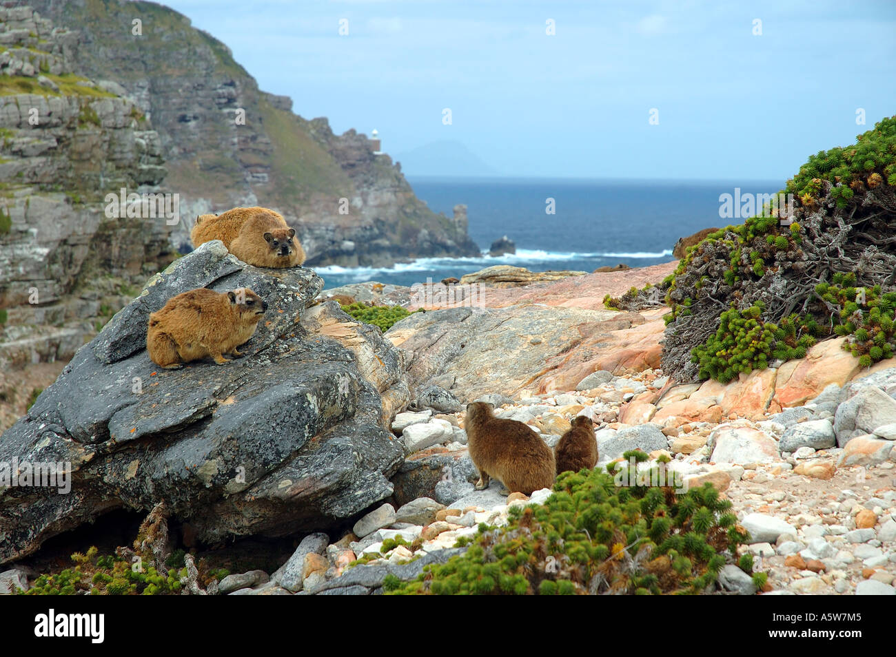 Rock hyrax or dassie Procavia capensis family group Cape of Good Hope Table Mountain National Park South Africa Stock Photo