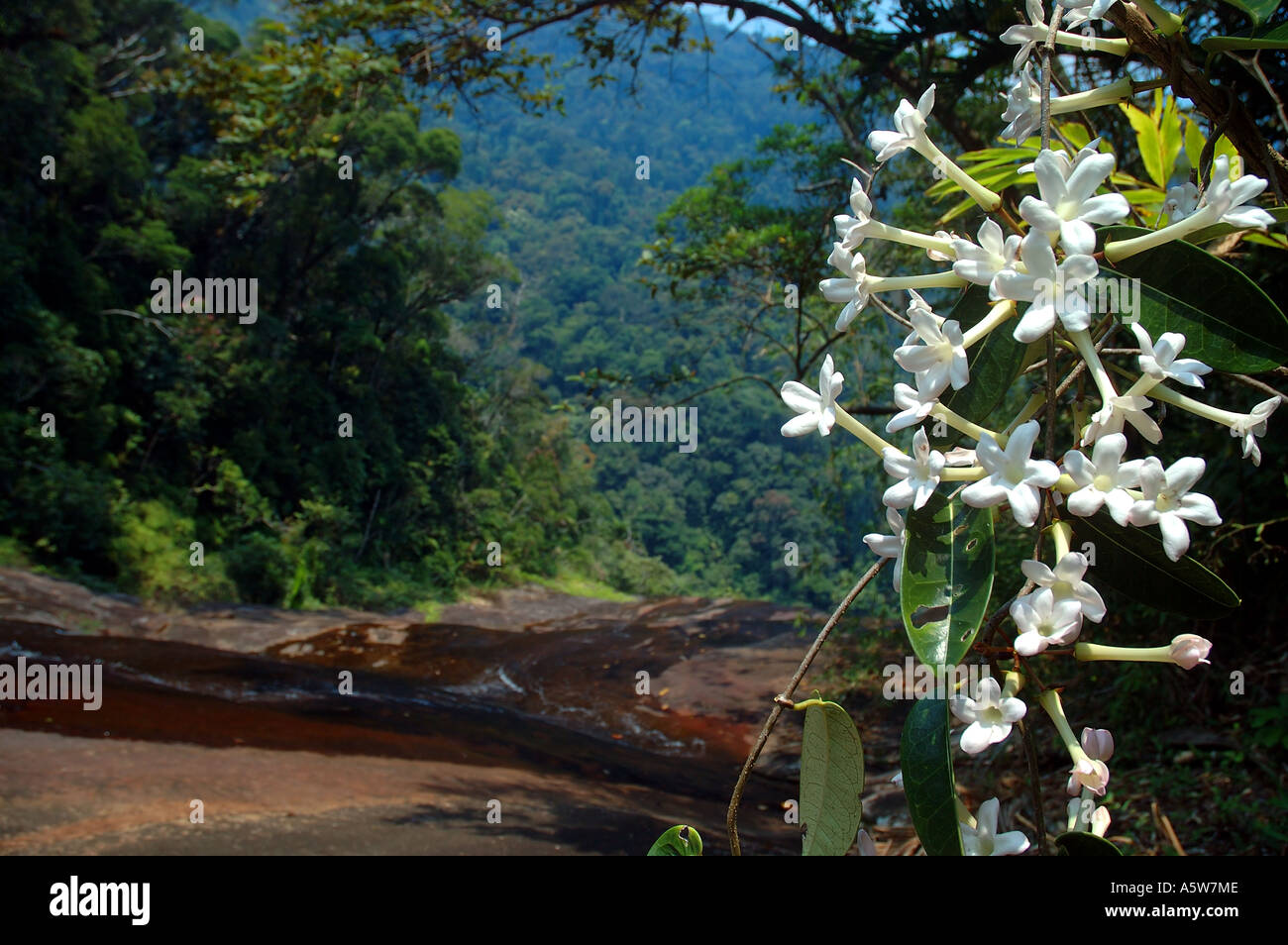White flowering vine (Stephanotis floribunda) and waterfall near Camp II Marojejy National Park Madagascar Stock Photo