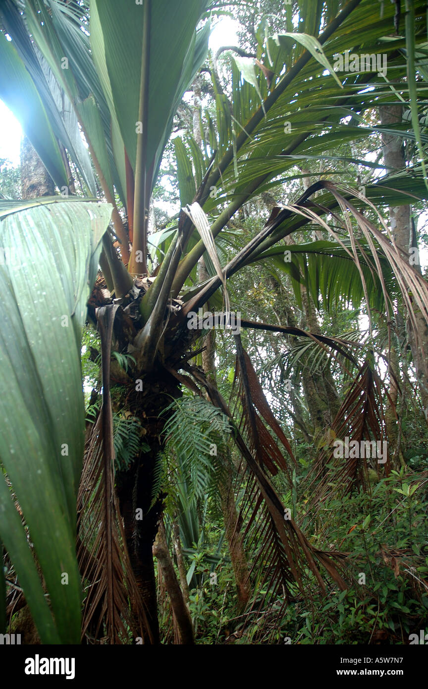 One of the strange palms Marojejya sp that dominates the rainforest above Camp II Marojejy National Park Madagascar Stock Photo
