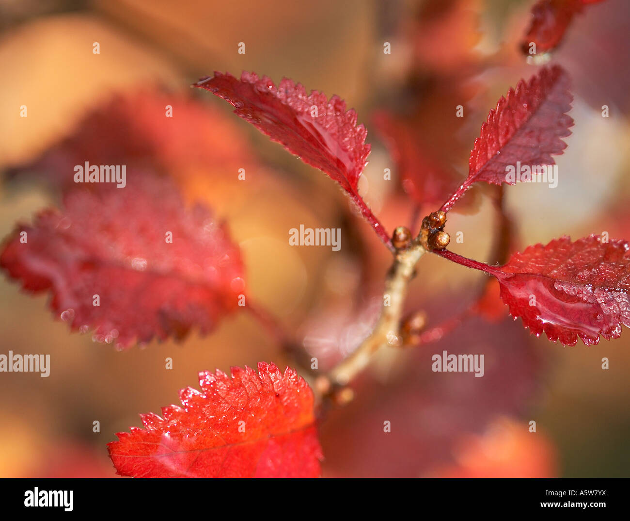 Prunus incisa Kojo No-Mai showing Autumn colour Stock Photo