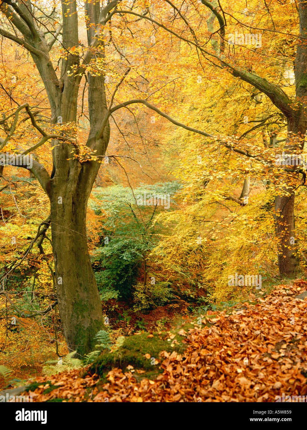 Beech Trees in Autumn at Clydach Gorge Gilwern Brecon Beacons ...