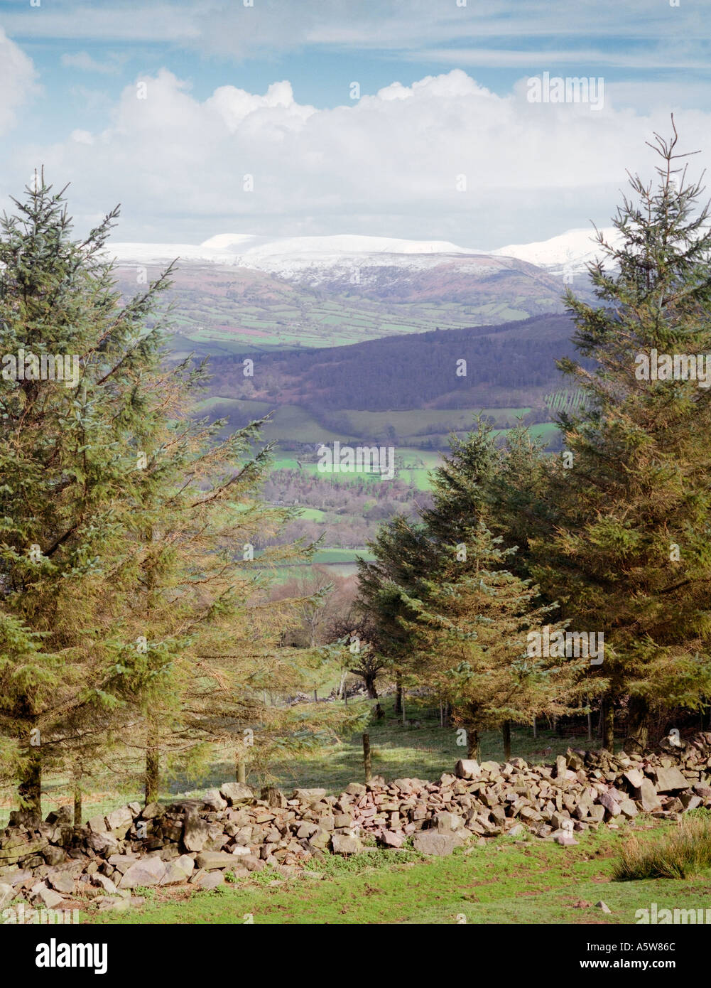 Conifers on Llangattock Mountain Brecon Beacons Powys GM127  Stock Photo