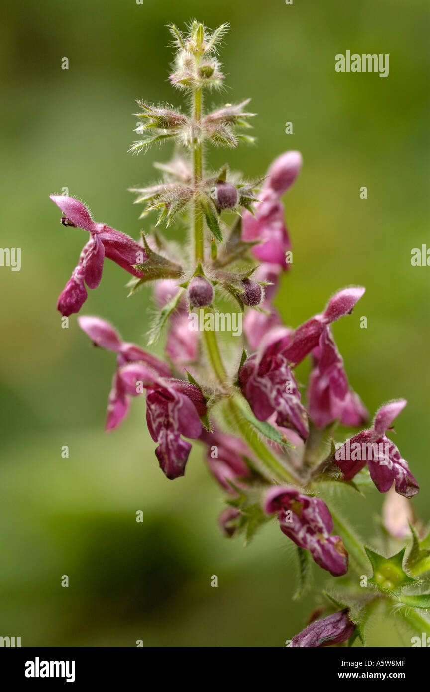 Hedge Woundwort, Stachys sylvatica Stock Photo - Alamy