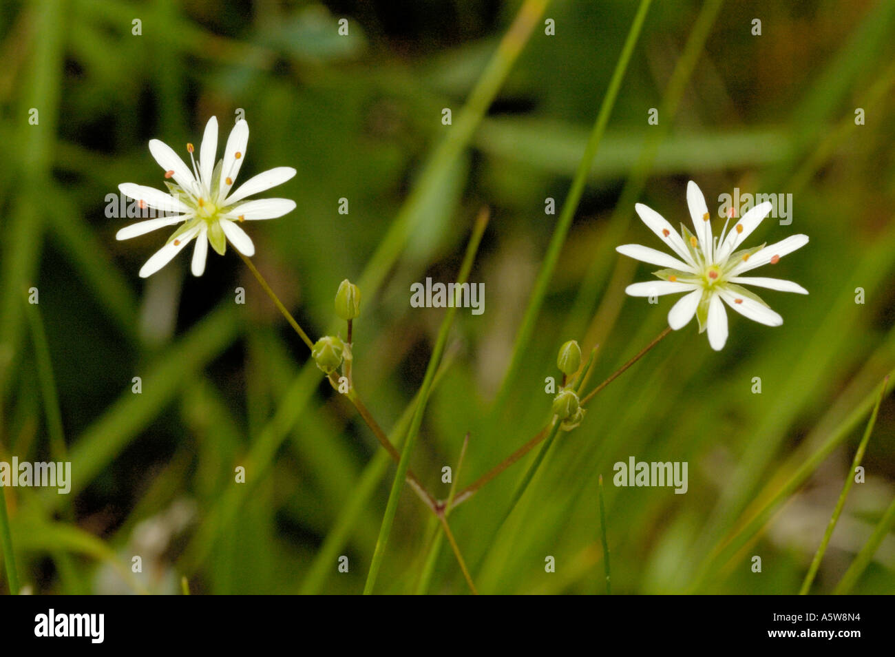 Marsh Stitchwort Stock Photo