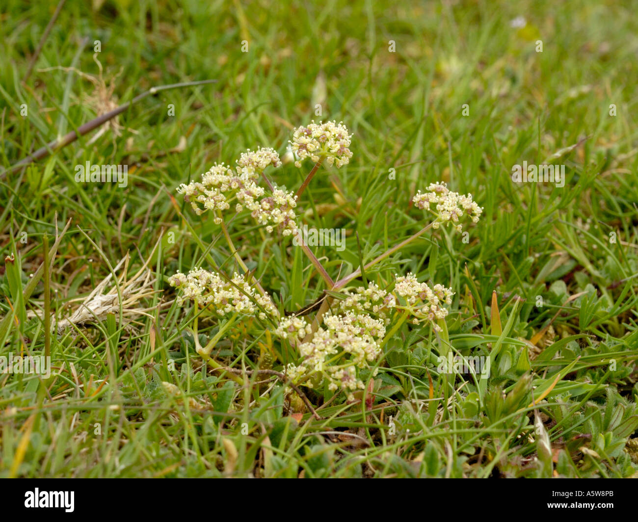 Honewort (Trinia) - male flowers Stock Photo