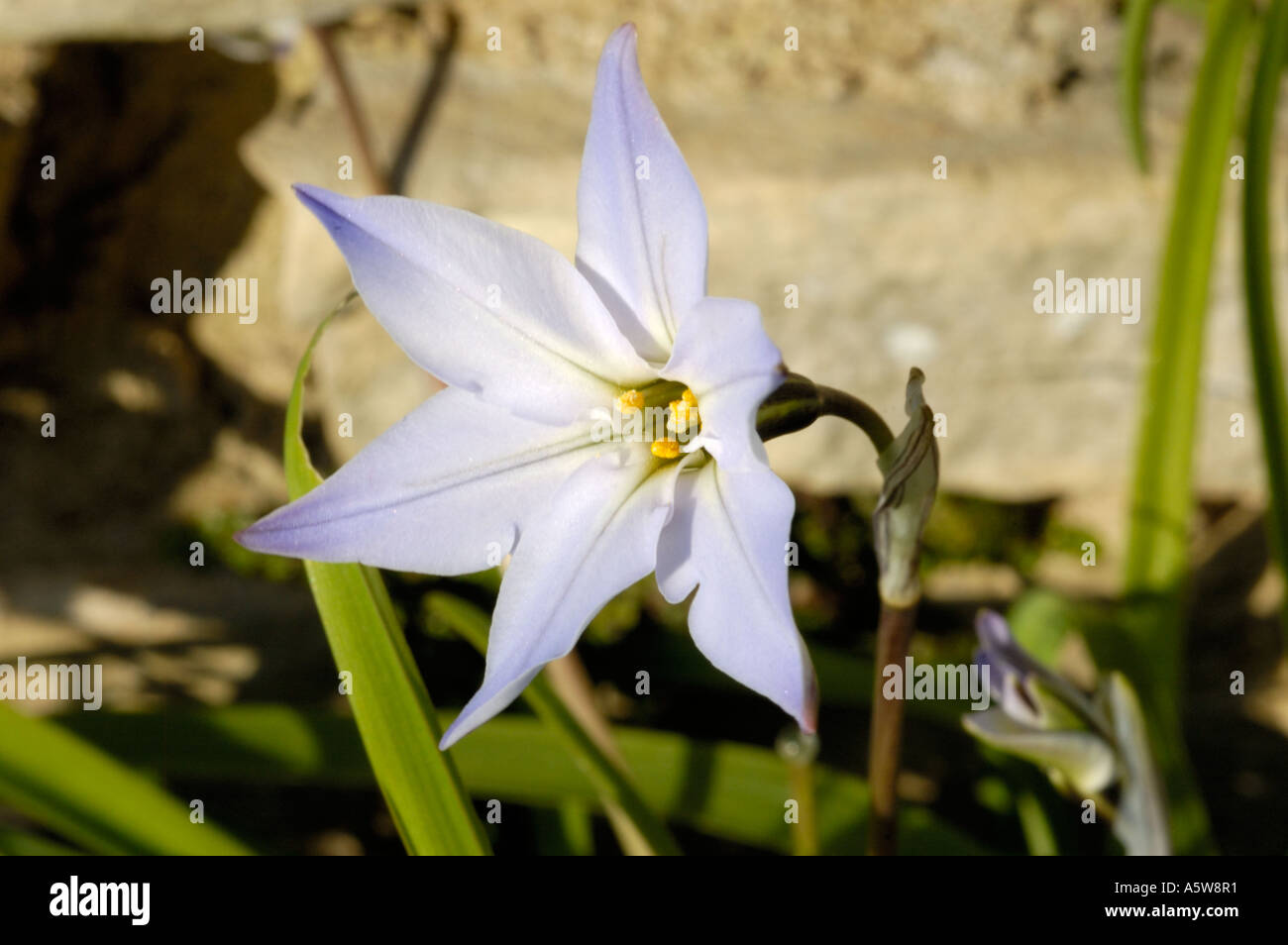 Spring Starflower (Ipheion uniflorum) Stock Photo
