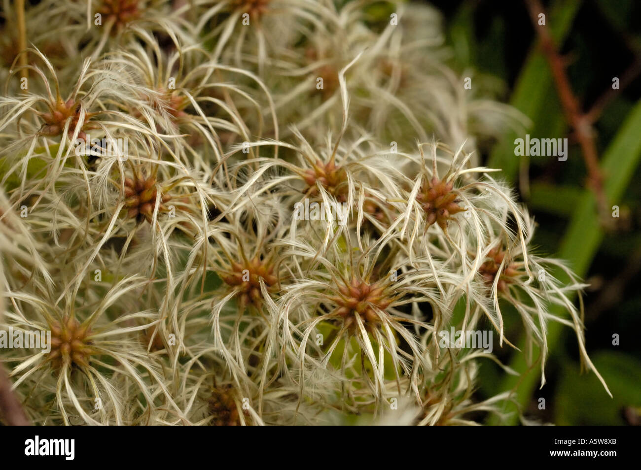 Old Man's Beard or Traveller's-joy, clematis vitalba Stock Photo