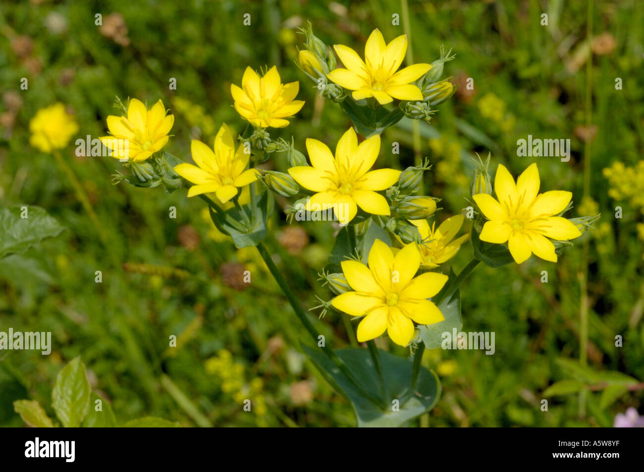 Yellow-wort, blackstonia perfoliata Stock Photo