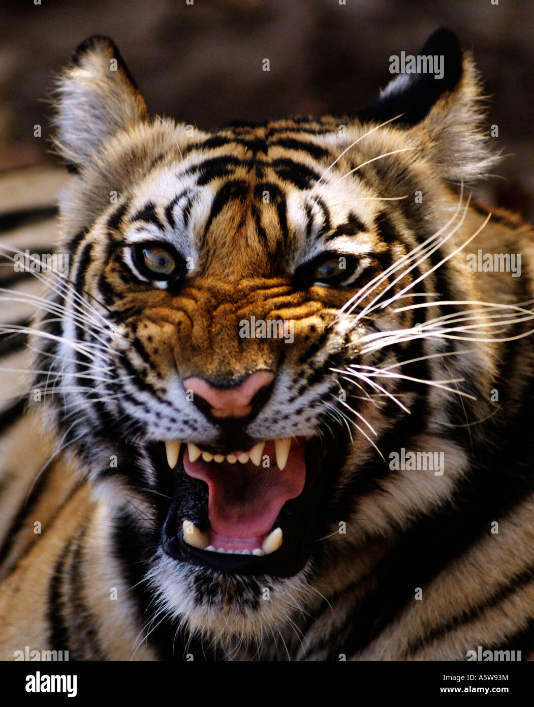 Bandhavgarh National Park Madhyar Pradesh India Male Bengal tiger drinking at a stream Stock Photo