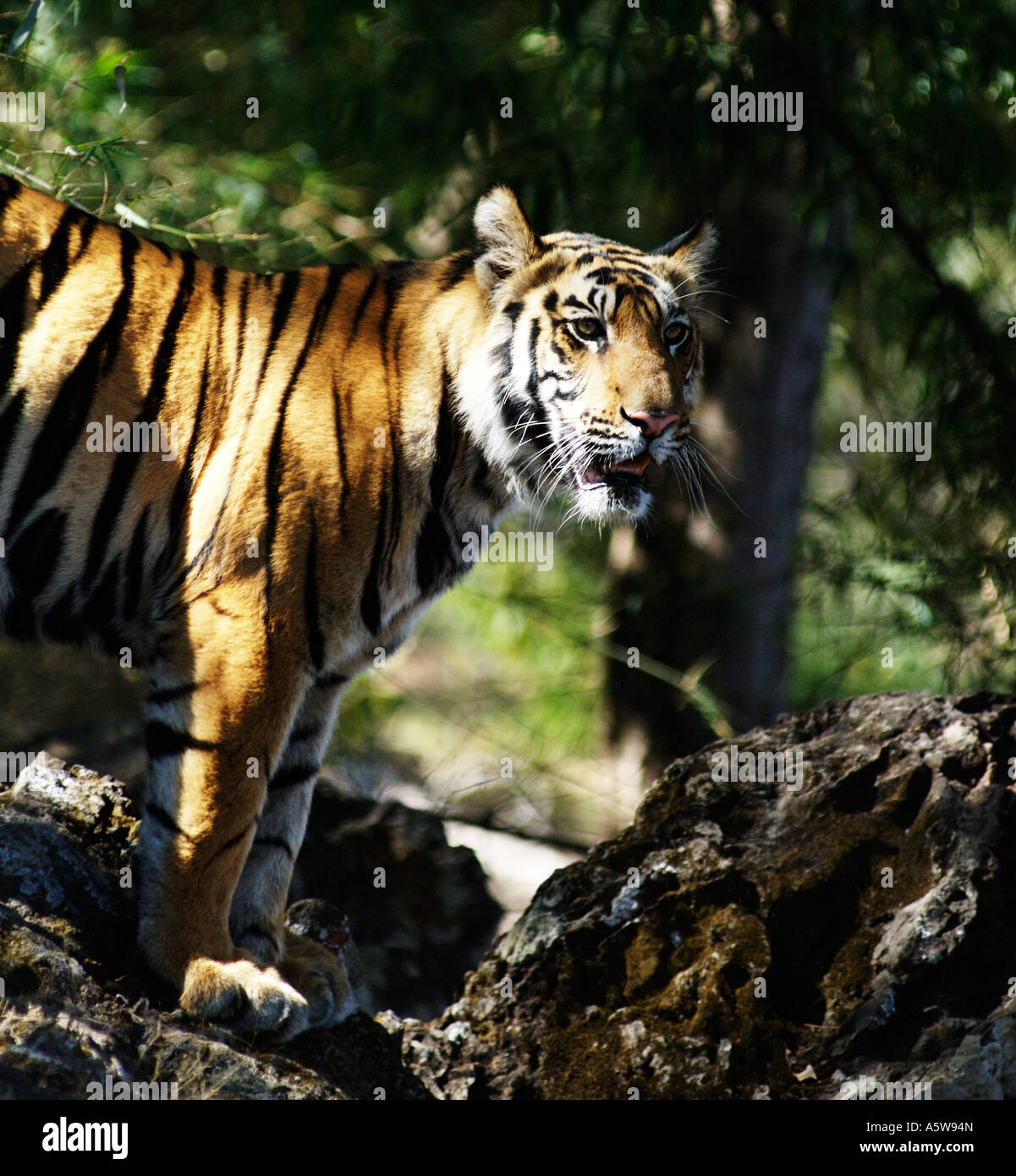 Female cub almost independent from her mother went on to kill a villager collecting firewood in the park a day later maneater Stock Photo