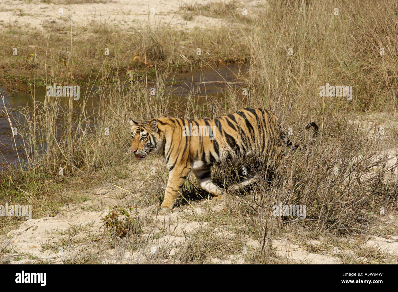 Female cub almost independent from her mother went on to kill a villager collecting firewood in the park a day later maneater Stock Photo