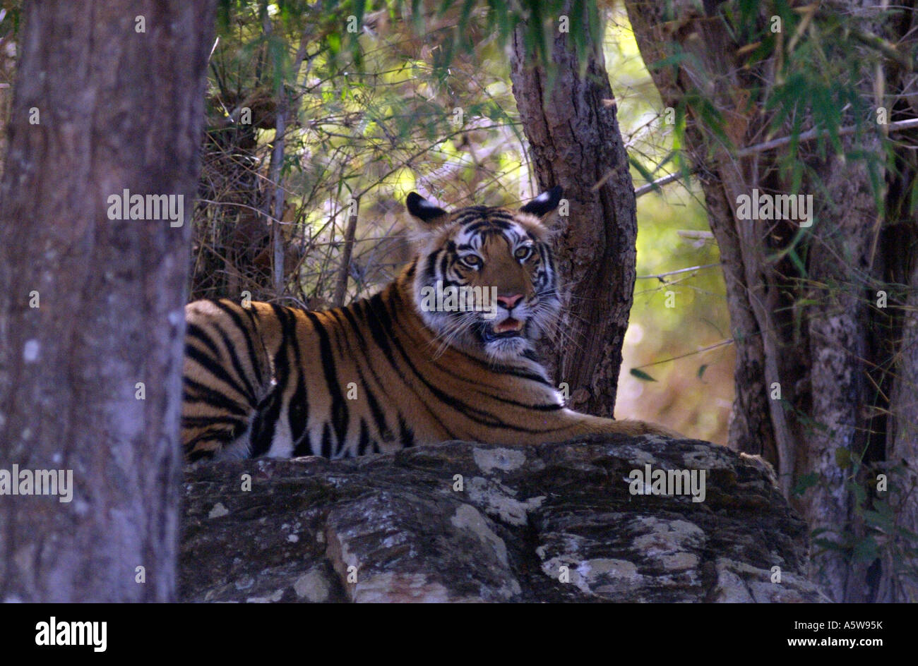 Female tiger cub  went on to kill a villager collecting firewood in the park a day later Stock Photo