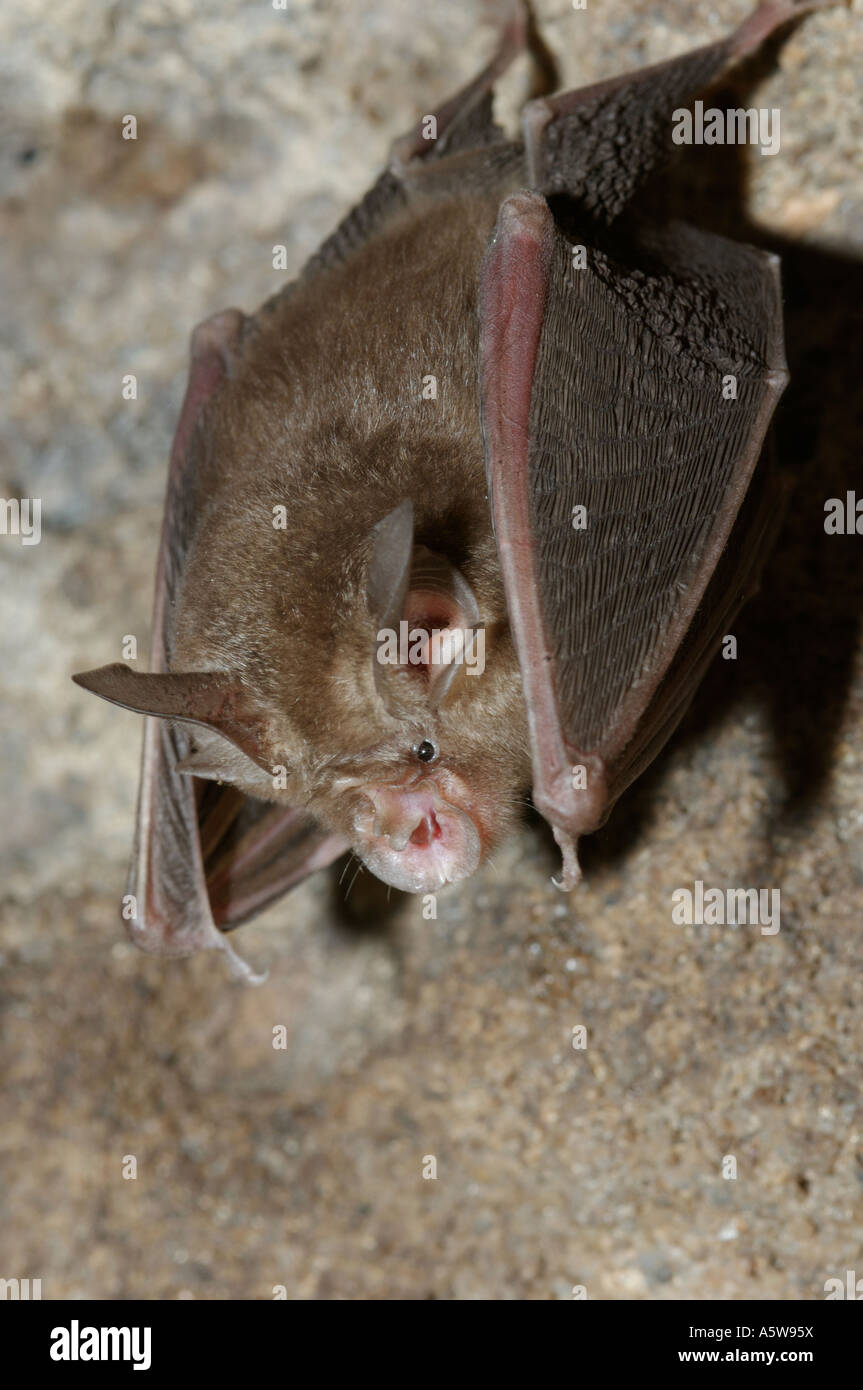 Bandhavgarh National Park Madhyar Pradesh India  Blyth's Horseshoe bat, Rhinolophus lepidus Stock Photo