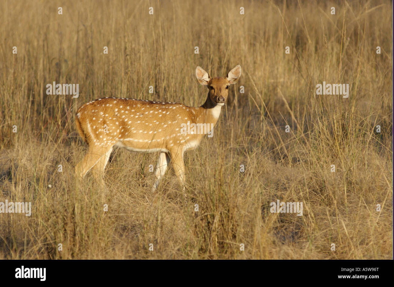 Spotted deer are important prey animals for the bengal tiger Aka Chital or cheetal Stock Photo