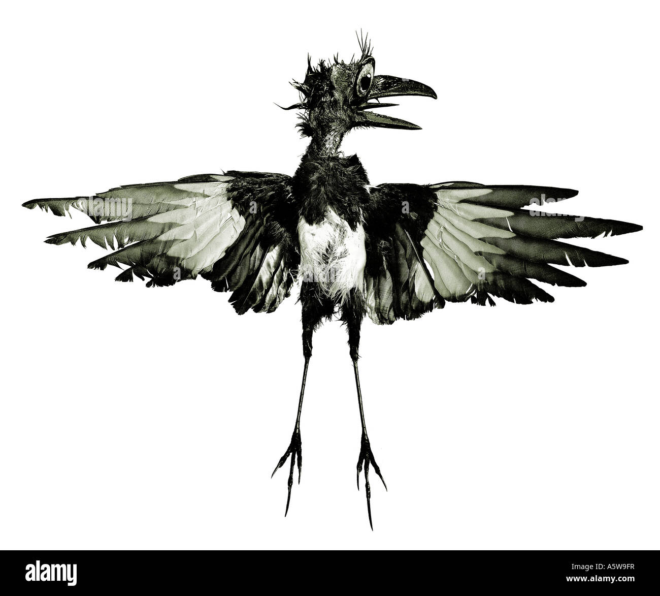 A dead Magpie/oil slick. Picture by Paddy McGuinness paddymcguinness. Stock Photo