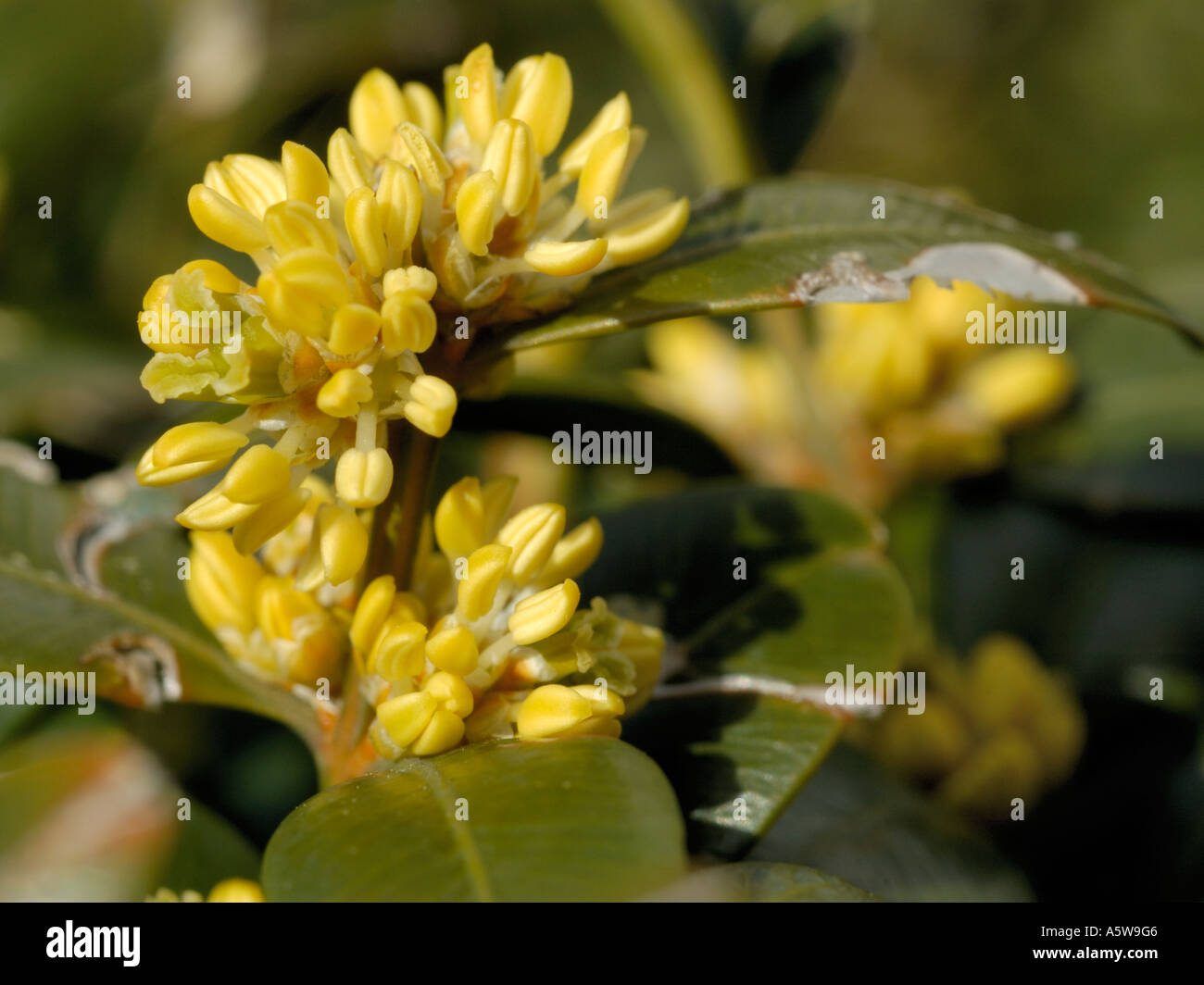 Box, buxus sempervirens Stock Photo Alamy