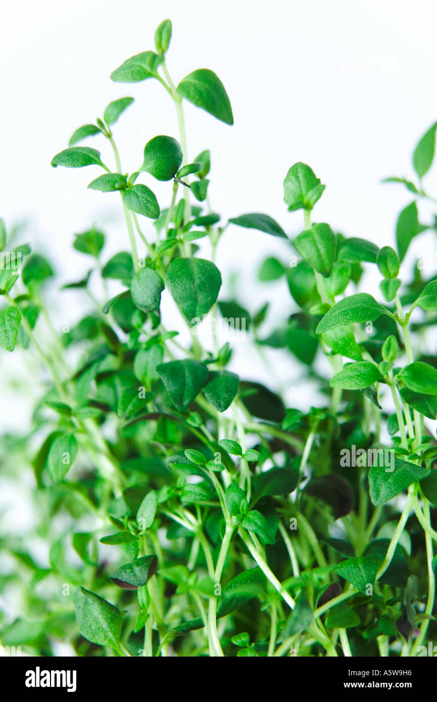 Growing tips of garden herb common thyme latin name thymus vulgaris
