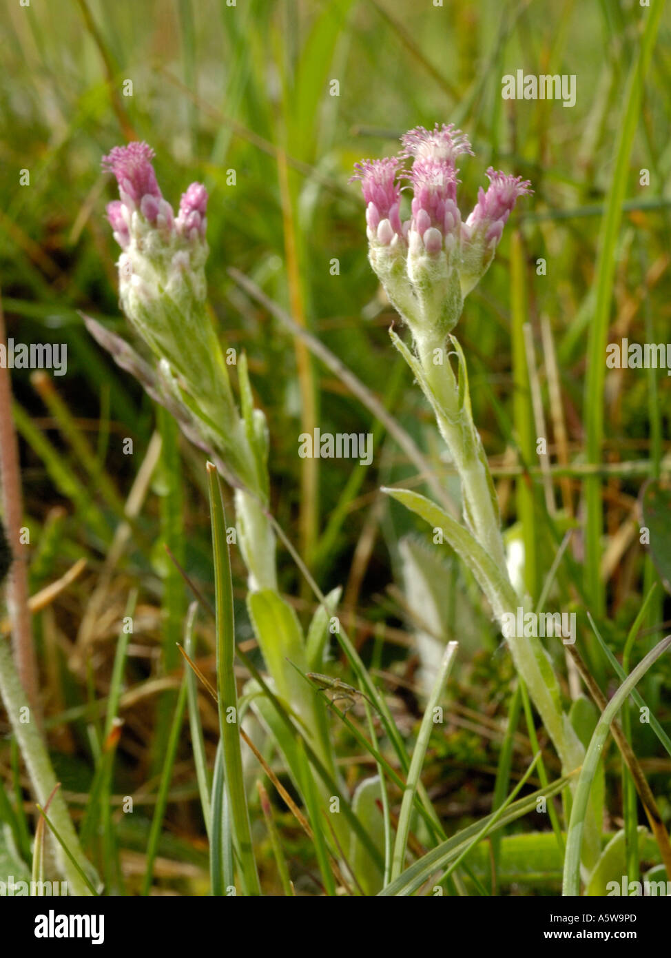 Mountain Everlasting, Antennaria dioica, female plant and flowers Stock Photo