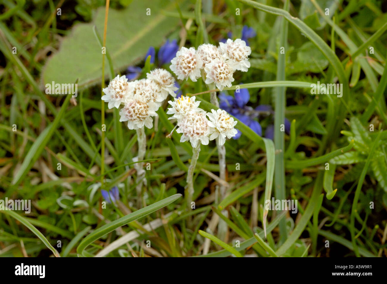 Mountain Everlasting, antennaria dioica, male plant and flowers Stock Photo