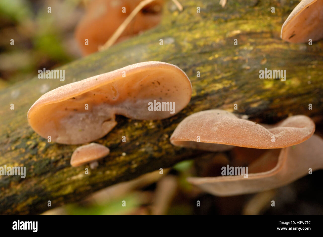 Jelly Ear fungus, auricularia auricula-judae Stock Photo