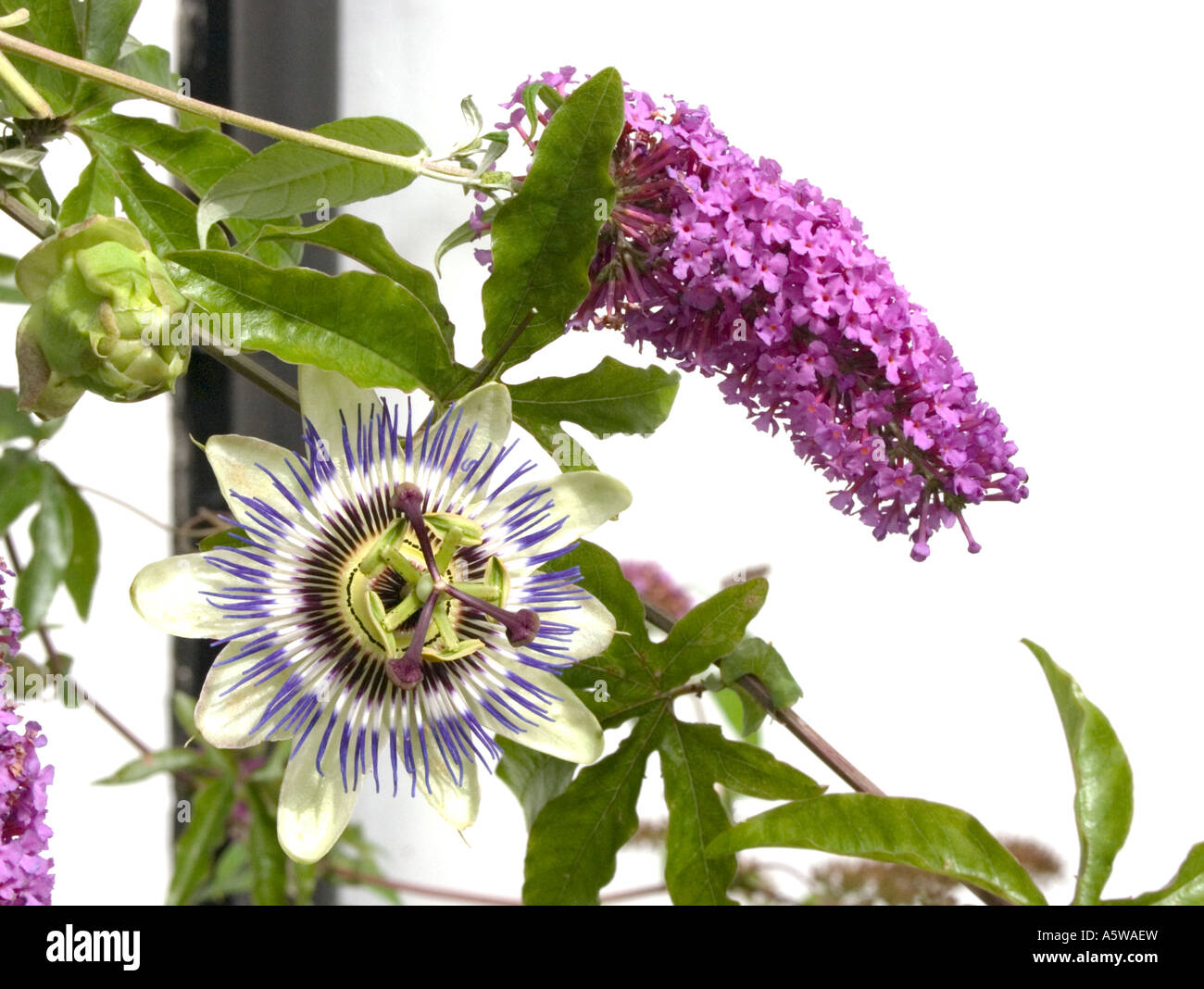Unusual flower pairing of a passion flower passiflora and purple buddleja in Wiltshire England UK EU Stock Photo